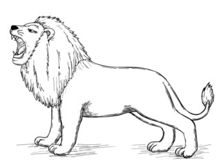 Lion vector isolated sketch hatched