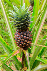 Pineapple plant with unripe fruit growing in the garden