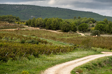 Vineyards in early autumn