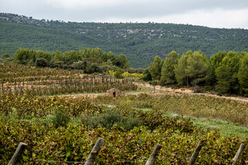 Fototapeta na wymiar Vineyards in early autumn
