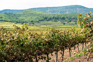 Fototapeta na wymiar Vineyards in early autumn