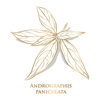 vector. gold Vegetable and Herb, Hand Drawn Illustration of Kariyat or Andrographis Paniculata Plants. Ayurveda Herbal Medicine Used to Treat Infections and Some Diseases.