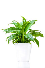 Spathiphyllum. Ornamental green plant for home interior grown in a pot, isolated on white background.