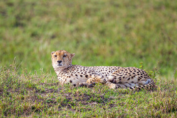 Cheetah lying on the grass on a hot afternoon in the Masai Mara, Kenya