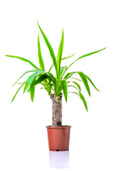 Yucca. Ornamental green plant for home interior grown in a pot, isolated on white background.