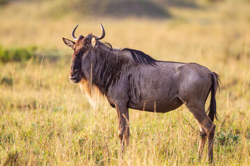 Naklejka na ściany i meble Blue Wildebeest crossing the grasslands of the Masai Mara, Kenya