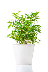 Ficus Benjamin. Ornamental green plant for home interior grown in a pot, isolated on white background.