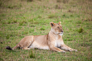 Fototapeta na wymiar Young lioness on her own, calls out to the pride in the Masai Mara, Kenya 
