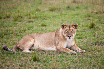 Obraz na płótnie Canvas Young lioness on her own, calls out to the pride in the Masai Mara, Kenya 