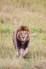 Obraz na płótnie Canvas Portrait of a male lion in the Masai Mara in Kenya