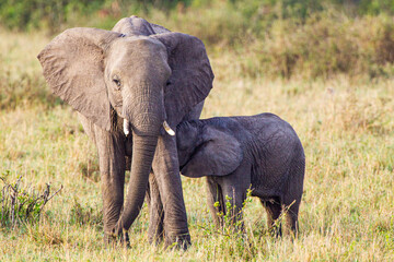 Fototapeta na wymiar Elephant calves grazing in the protection of the heard on the open savannah of the Masai Mara, Kenya