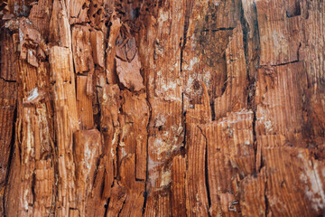 Fototapeta premium Tekstura drewno