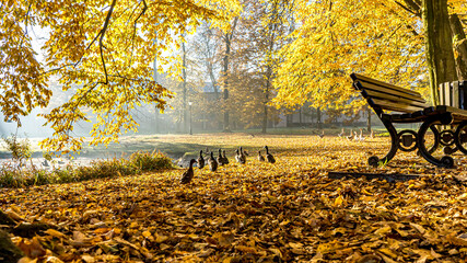 Park w Pszczynie jesienią, kaczki krzyżówki nad stawem