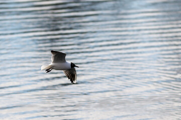seagull in flight