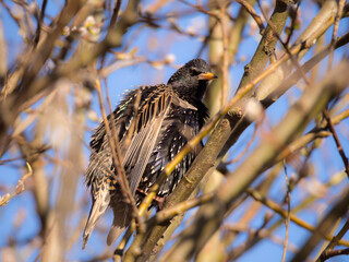 portrait of a starling