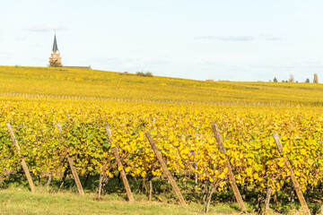 Fototapeta na wymiar Alsace vineyard in autumn with yellow leaves.