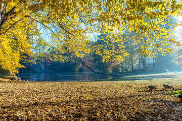 Jesień w parku w Pszczynie na Śląsku w Polsce © Franciszek