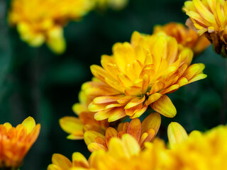 Yellow flowers in close-up.