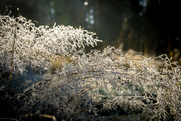 szron na trawie w lesie 