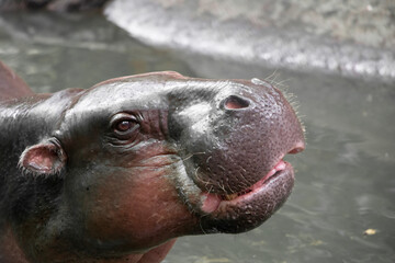 Close up of Hippopotamus’s face in the river. Portrait of a hippo. Selective focus