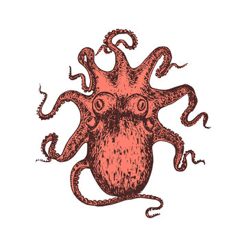 Octopus, vintage image. Mollusk sketch in vector.