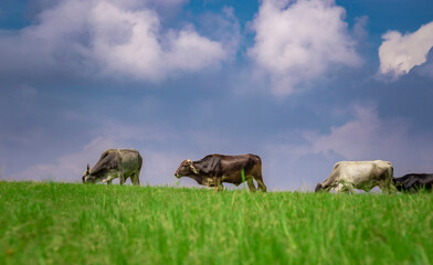 Cows in the field eating grass, Several cows in a green field with blue sky and copy space, A green field with cows eating grass and beautiful blue sky