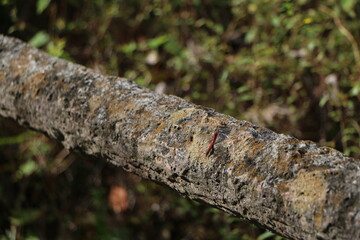 枝にとまった赤とんぼ