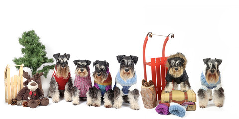 group of miniature schnauzers dogs with wooden sled, wool jumper on winter theme 