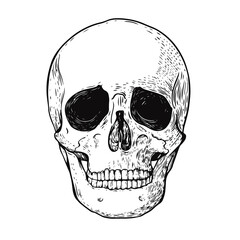 Hand drawn black color scull. Engraving style vector illustration.
