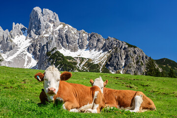 Brown cows sitting on green landscape with Bishops Hat Mountain in background