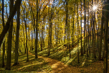 Road through beautiful sunny colorful autumn forest