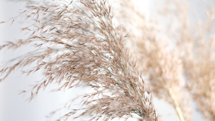 Pampas grass against pecan wall. Abstract natural background of soft plants Cortaderia selloana moving in the wind. Bright and clear scene of plants similar to feather dusters.