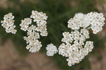 Achillea millefolium, flower of white herb