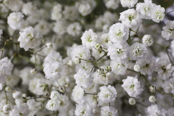 Beautiful gypsophila flowers as background, closeup view