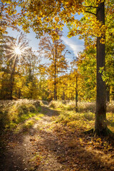 Road through beautiful sunny colorful autumn forest