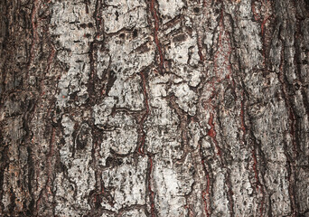 Full frame bark for background