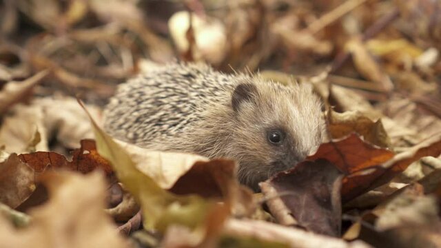 European Hedgehog Sniffing In Autumn Forest - close up