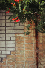  A wall of red and white bricks, overgrown with a bush of red kampsis. High quality photo