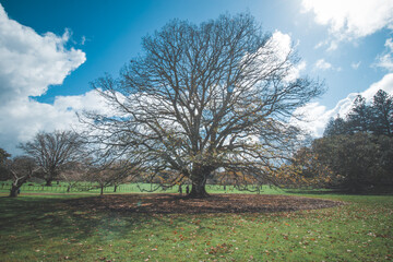 tree on a hill