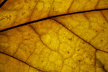 Yellow leaf texture