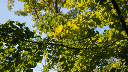 Beautiful scenery in the park