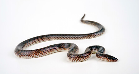 Sunbeam Snake // Regenbogen-Erdschlange (Xenopeltis unicolour)