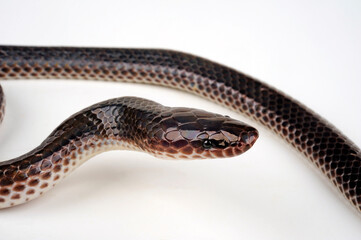 Sunbeam Snake // Regenbogen-Erdschlange (Xenopeltis unicolour)