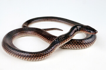 Fototapeta premium Sunbeam Snake // Regenbogen-Erdschlange (Xenopeltis unicolour)