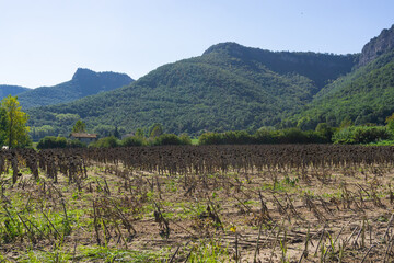 Naklejka premium Field of dried sunflowers in a plantation
