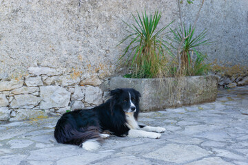 Older Border Collie breed dog perched on the ground