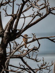 Photo of bird on branch.