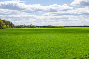 Growing grass for the production of hay in the countryside. Green meadow field in russia