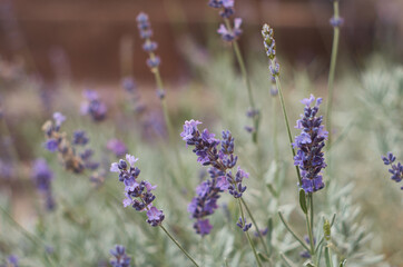 Lavender flowers close up. Growing lavender