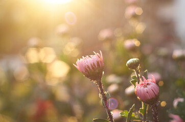 Close-up of buds of unblown chrysanthemums.  Chrysanthemums in sunny color